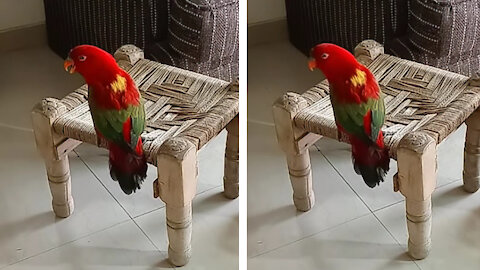 Friendly Talking Parrot Calling Mummy in India