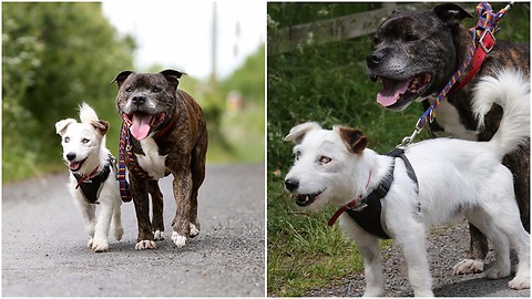 Two stray dogs wish to find a new home one of them is blind the other is his own eyes