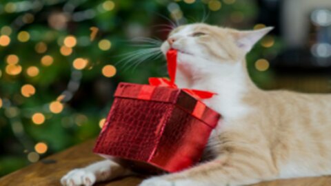 How To Wrap A Cat For Christmas