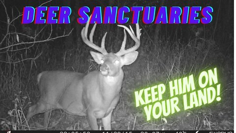 Creating Deer Sanctuaries on Your Property