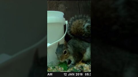 Sassy 🐿️squirrel 🐿️guarding water🌊 bucket #cute #funny #animal #nature #wildlife #trailcam #farm
