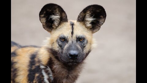 Wild dogs in Egypt's streets