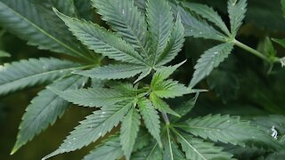 Detroit marijuana law suspended over license fairness, 'likely unconstitutional'