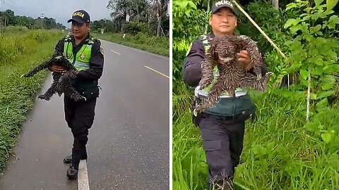 Police rescue sloth from a road in Peru