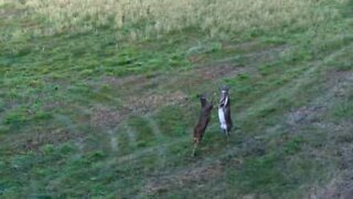 Deer filmed engaged in intense fight