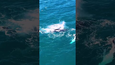 Aerial view of Humpback 🐋 Whale and her calf in Caloundra #humpbackwhale #humpbackwhales #calf