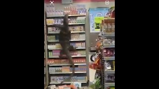 Terrifying Gigantic Lizard Destroys A Store