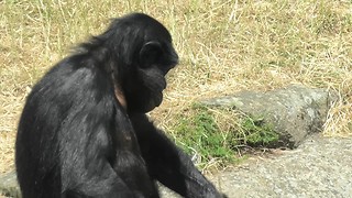 Sophisticated ape drinks water the classy way