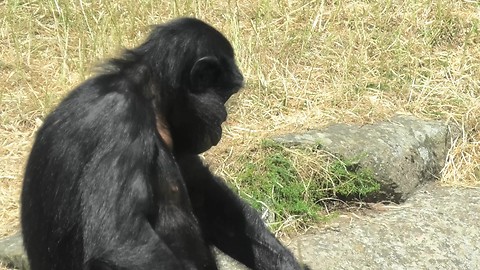 Sophisticated ape drinks water the classy way