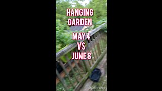 HANGING GARDEN MAY 4TH VS JUNE 8TH