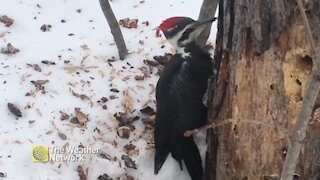 This woodpecker isn't stopping for anybody