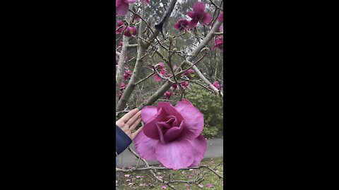 Magnolia Felix beautiful big flowers 🌸