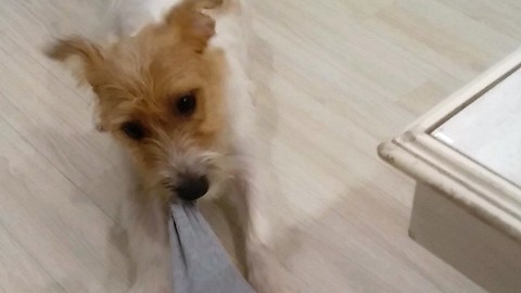 Jack Russell trained to take off owner's socks