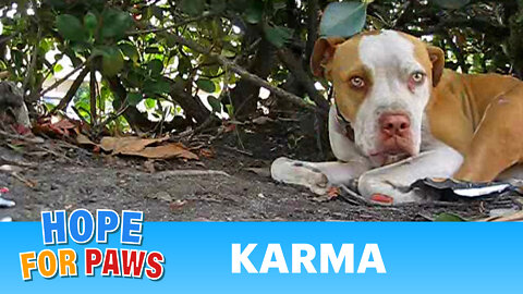Rescuing Karma during the Chase Community Giving competition - PLEASE VOTE NOW