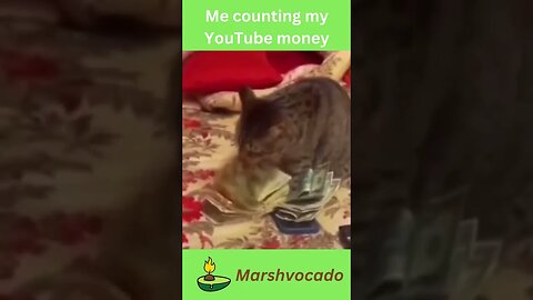 Cute cat counting money #shorts #money #cat #marshvocado #funnycatvideos #catsoftiktok #fyp #meme