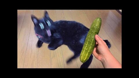Cucumbers Are Cat's Enemy - Funny Pet Reaction video funny cat video funny cat