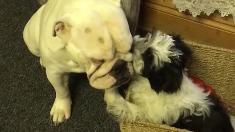 Deaf Bulldog gets pampered by Shih Tzu puppy