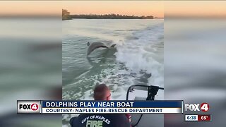 Dolphins play in wake of Naples Fire Rescue boat