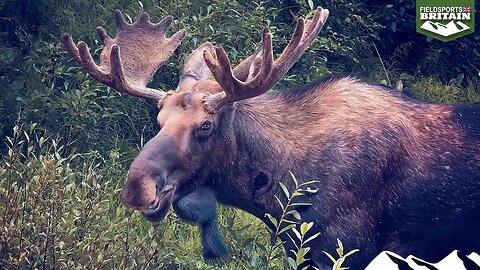 Calling Swedish moose in the rut