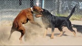 WATCH THIS! Pitbull and Rottweiler Fight for Dominance!