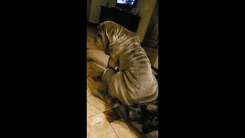 Giant Wrinkly Dog Sits On Top Of Another Dog