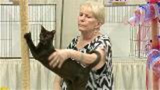 Levels Of Competition In A Cat Show