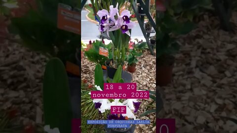 EXPOSIÇÃO DE ORQUIDEAS LAELIA PURPURATA NOVEMBRO 2022 BRUSQUE SC