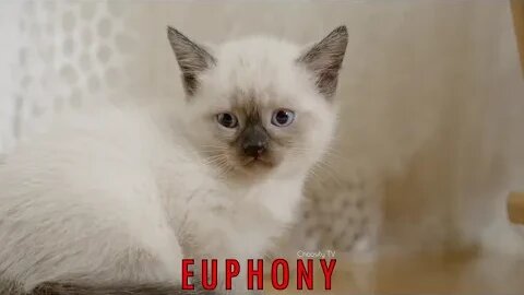 #EUPHONY: 😴 Relaxing White Noise (Cat Purring) - 10 HOURS - 4K 🔊
