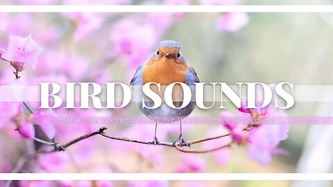 Magical Bird Sounds | Sounds of Nature Meditation W/ Binaural Beats for DEEPEST SLEEP & RECOVERY