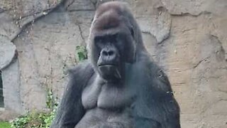 Gorila ataca vidro no zoo de Madrid