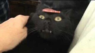 Dog snatches salami off cat's head