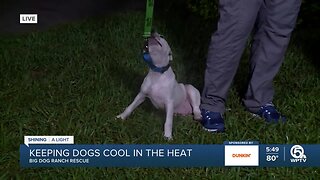 Tips to keep your dog cool this summer