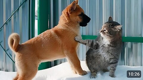 DON'T miss THE FUNNIEST VIDEOS EVER! - Funny Cats and Dogs Moment