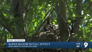 Super bloom in full effect at Catalina State Park