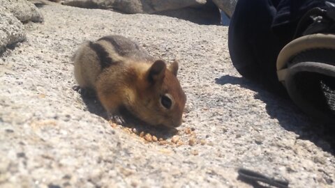 Yosemite chipmunk eats my granola