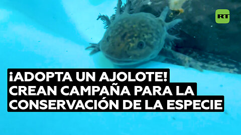 Universidad en Ciudad de México lanza campaña de conservación de ajolotes