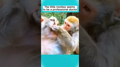 I want to be a doctor🤪😂#shorts #youtubeshorts #funnymonkeyvideos #monkeys