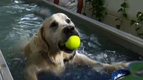 Germany's First Indoor Swimming Pool For Dogs