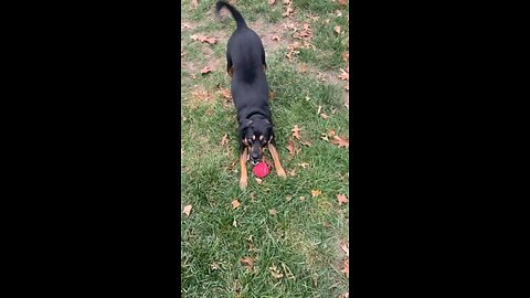 Sweet doggy very excited to play fetch