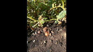 Homesteading #2 - Potato patch