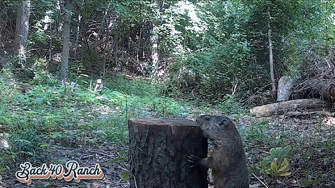 Aquirrel meets groundhog!