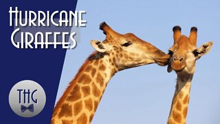 San Diego's Hurricane Giraffes