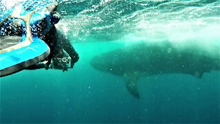 Wildlife photographer swims alongside the world's largest shark