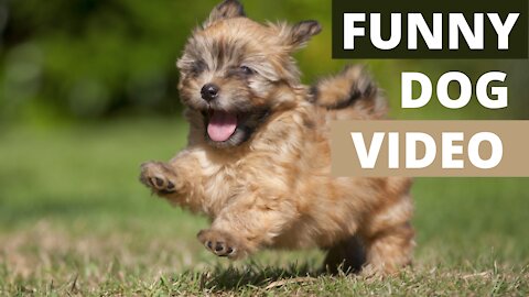 Best Dog Videos Of The Year So Far