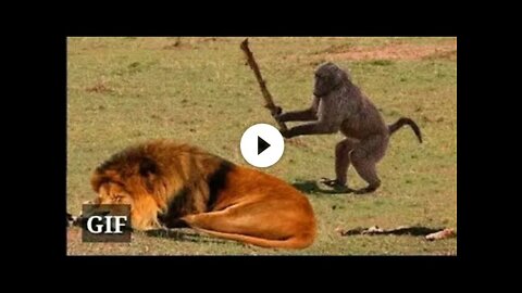 Funny Animals ; Funny video