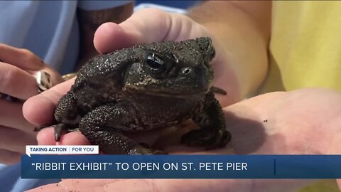 'Ribbit Exhibit' on St. Pete Pier gives kids up-close look at Florida frogs and toads