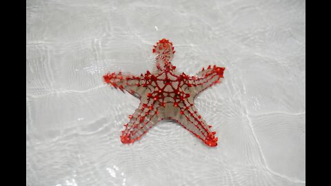 StarFish - Best Explanation of Sea Stars