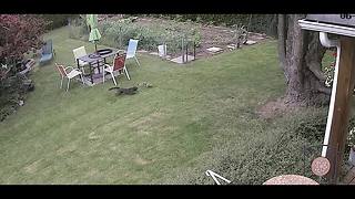 Squirrel narrowly escapes certain death from stalking cat