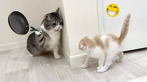 Funny Animal Videos 2023 🥰 - Funniest Dogs and Cats Videos 😁#wittywhirlwind