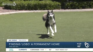 Pet of the Week: Lobo